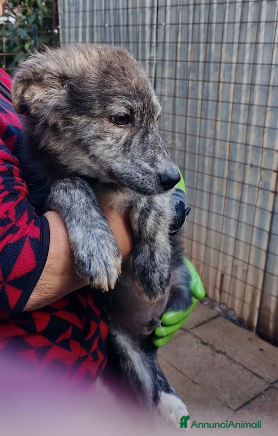 Meticcio cani in regalo: DOLCE GREY, MORBIDO CUCCIOLO - Annuncio 1