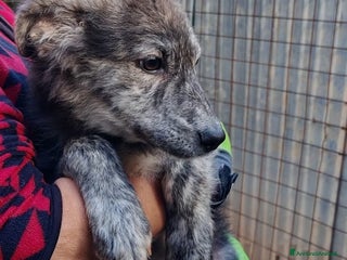 Meticcio cani DOLCE GREY, MORBIDO CUCCIOLO - Annuncio 1