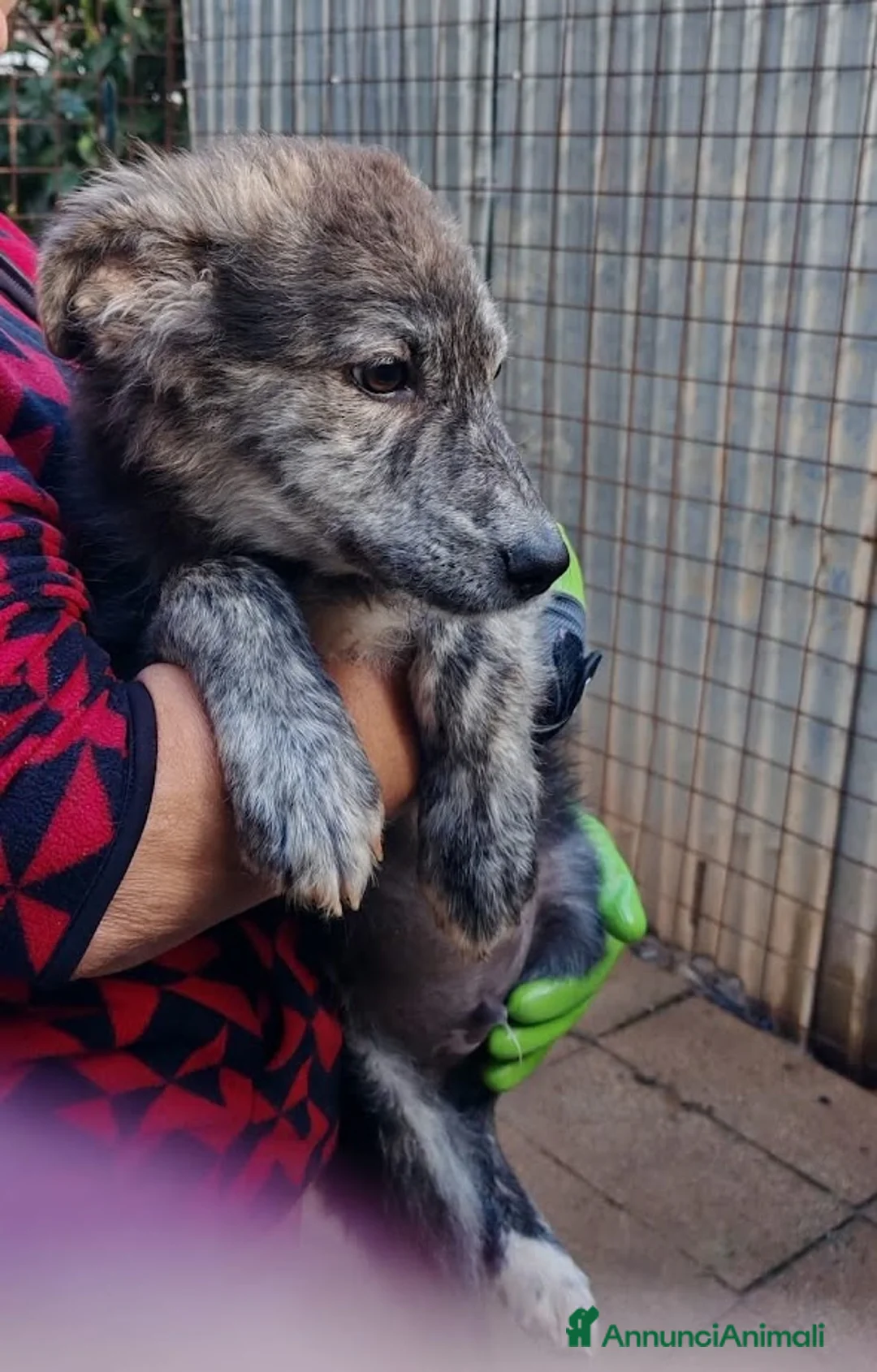 Meticcio cani in regalo: DOLCE GREY, MORBIDO CUCCIOLO - Annuncio 2