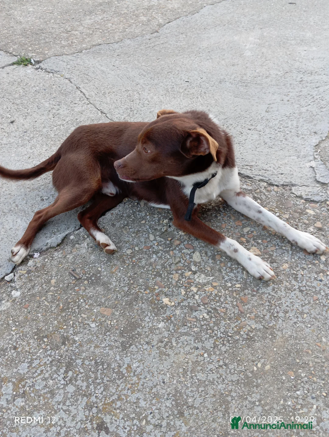 Meticcio cani in regalo: Cucciolo meticcio di 2 anni cerca casa, regalo🐾 a Provincia di Asti - Annuncio 7
