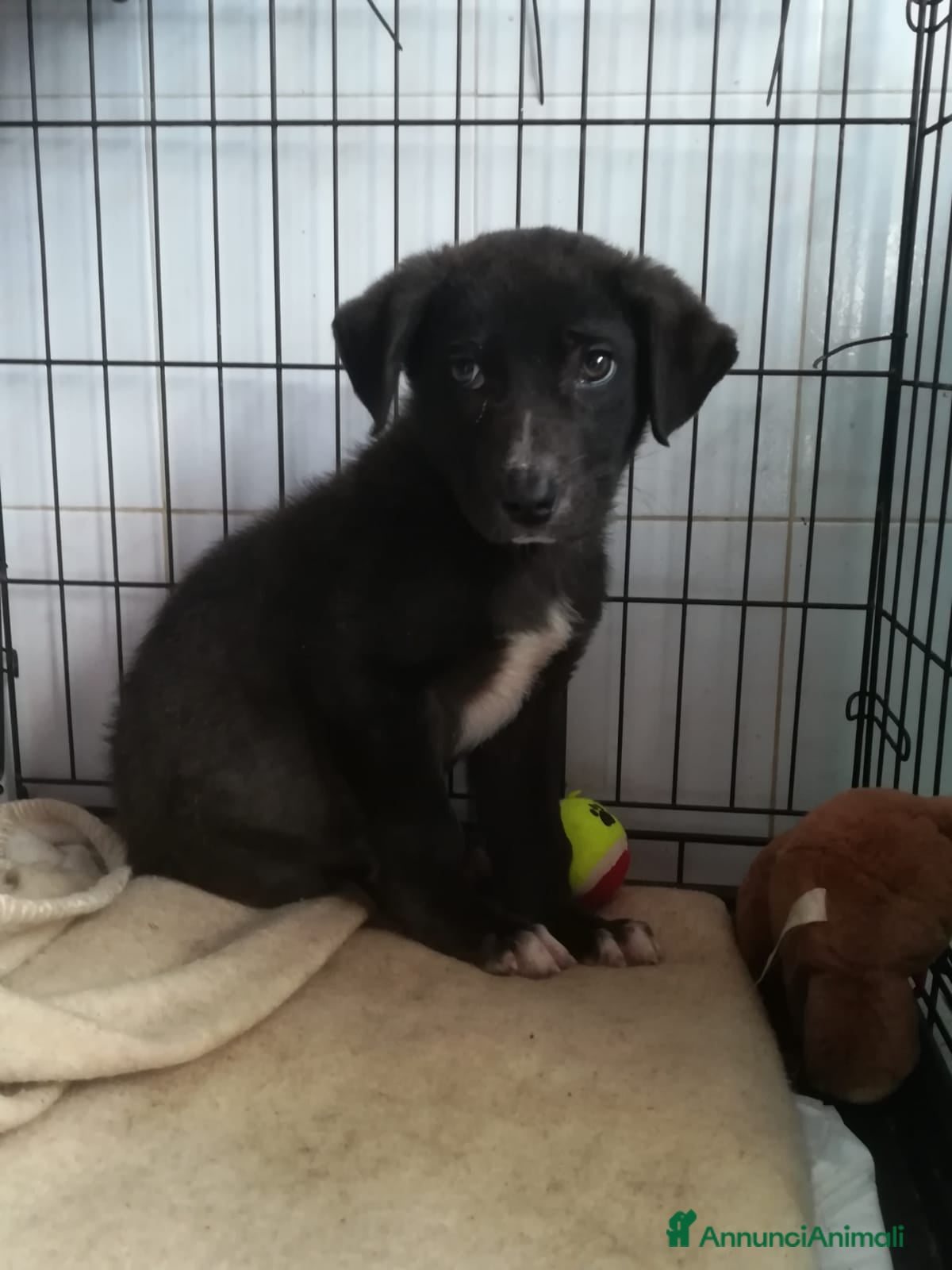 Meticcio cani UNA MAMMA PER OZZY - Annuncio 2