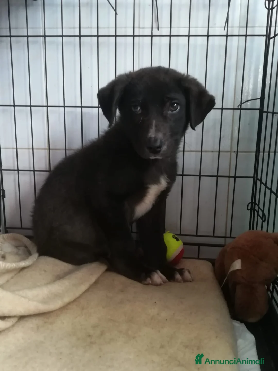 Meticcio cani in regalo: UNA MAMMA PER OZZY - Annuncio 2