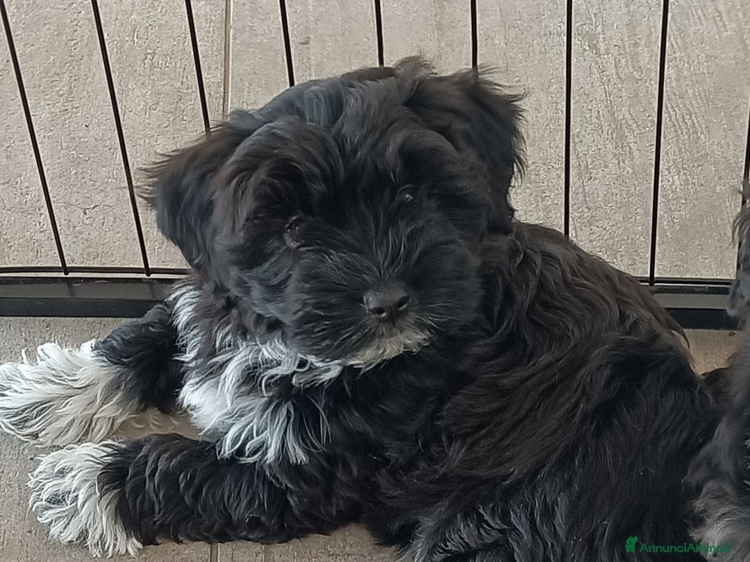 Bichon cani in vendita: CUCCIOLI BICHON HAVANAIS - Annuncio 7