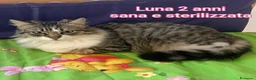 Europeo gatti in regalo: GATTINI SOLI ED ESCLUSI a Città Metropolitana di Genova - Annuncio 8