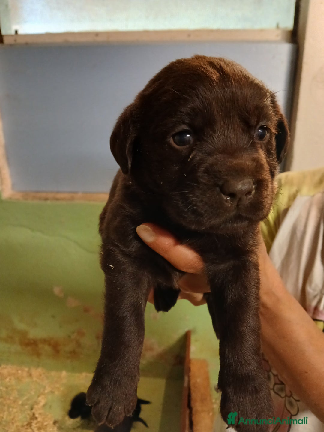 Labrador cani in vendita: Labrador chocolate  neri e miele  a Province of Verona - Immagine 4