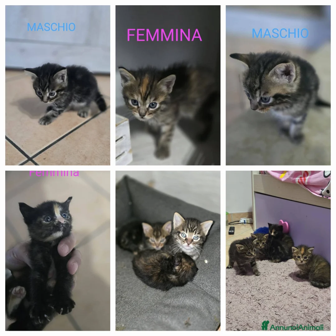 Meticcio gatti in regalo: Gattini - Annuncio 8