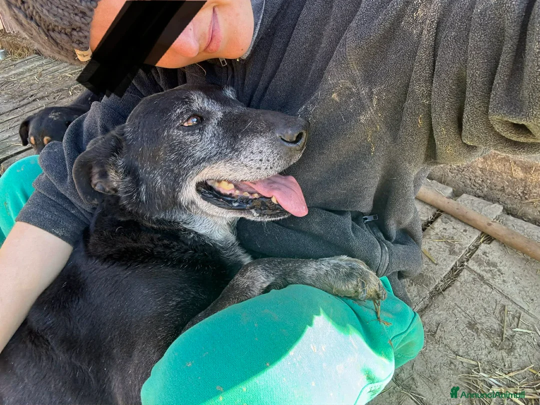 Meticcio cani in regalo: ACHILLE, nonnino triste abbandonato in canile. - Annuncio 8