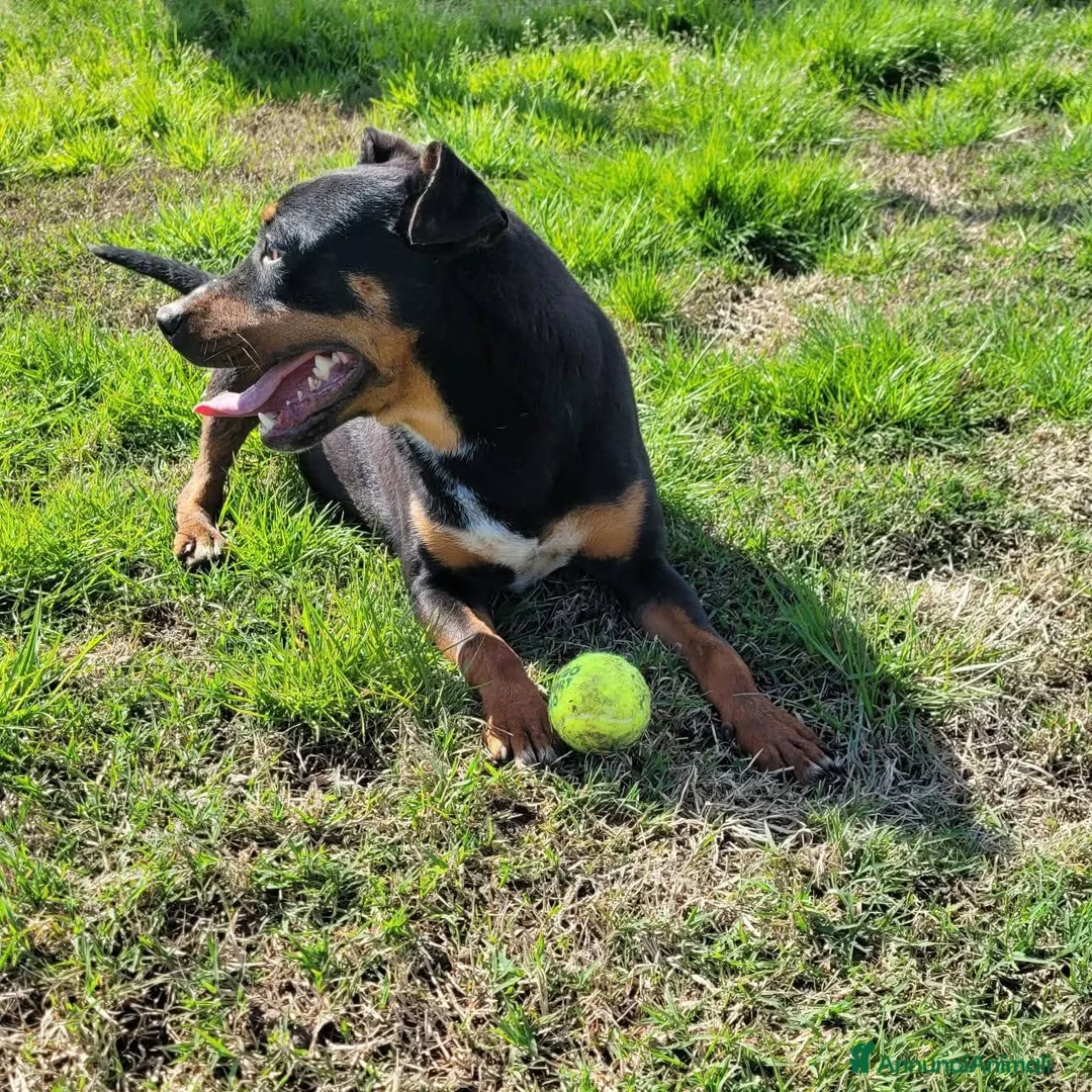 Meticcio cani in regalo: Bullo cucciolone tutta vita - Annuncio 2