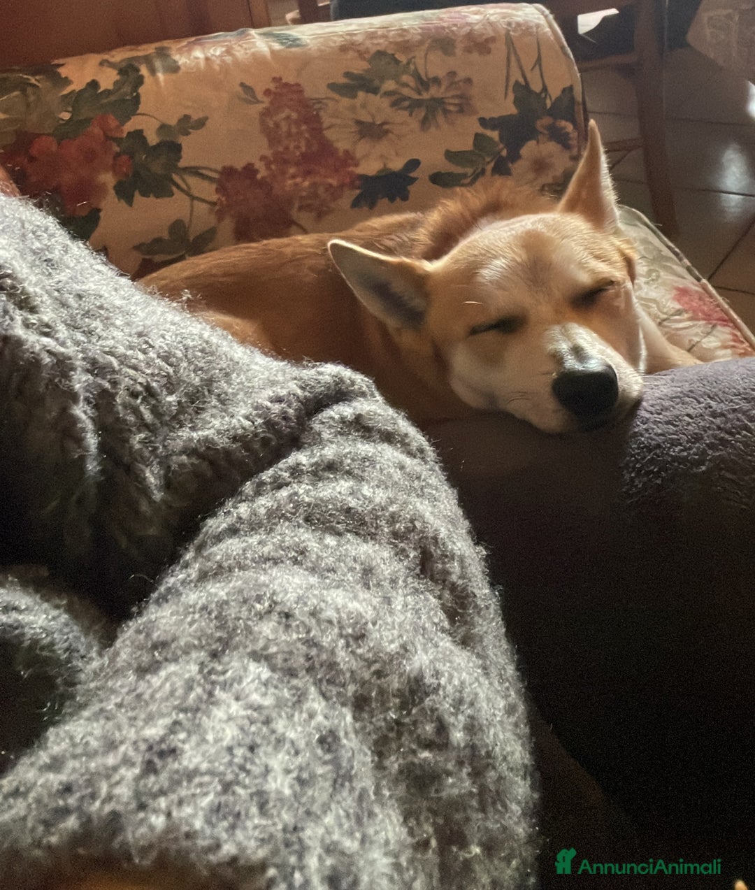 Pinscher Tedesco cani in regalo: Milo cerca persona esperta e paziente  - Annuncio 6