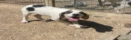 Meticcio cani in regalo: CHI ADOTTA SELENE? - Annuncio 12
