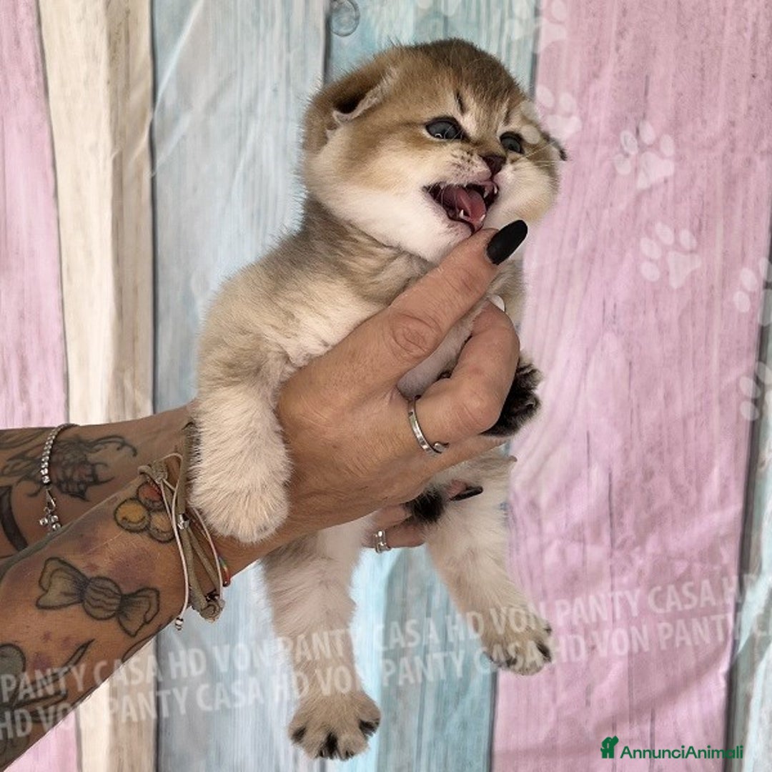 Scottish gatti in vendita: Cucciole Scottish Fold - Annuncio 2