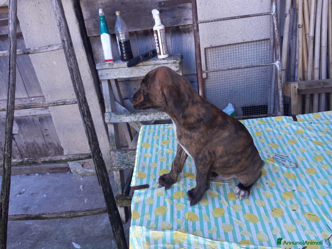 Segugio Maremmano cani in vendita: Cuccioli di Segugi maremmani - Annuncio 5