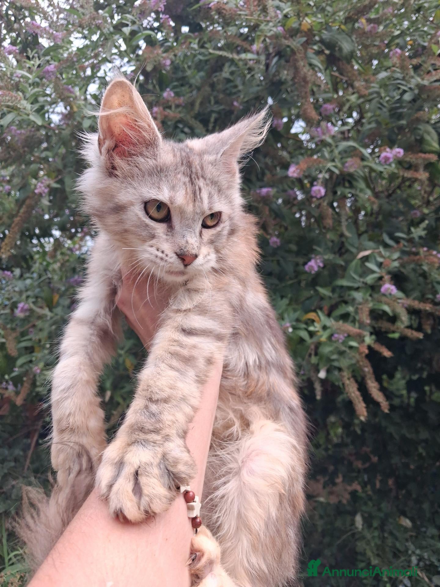 Maine Coon gatti Cuccioli maine coon - Annuncio 12