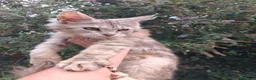 Maine Coon gatti in vendita: Cuccioli maine coon - Annuncio 1