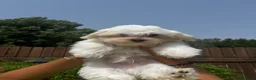 Maltese cani in vendita: Cuccioli di maltese  a Città metropolitana di Roma Capitale - Annuncio 7