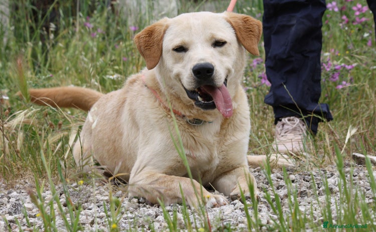 Altre razze cani - Annuncio 8