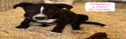 Meticcio cani in regalo: Adotta un cucciolo senza casa  a Provincia di Pistoia - Annuncio 3