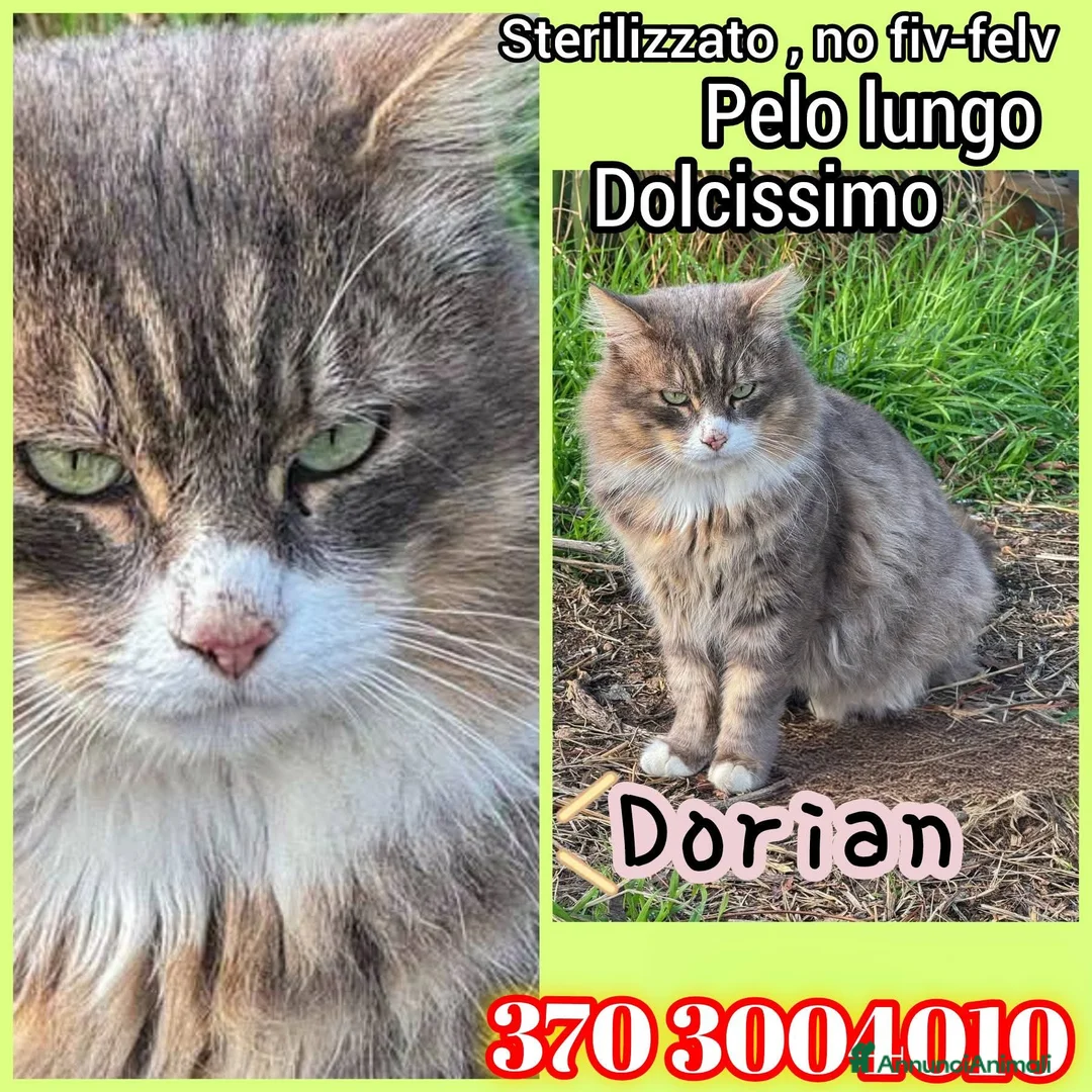 Europeo gatti in regalo: 𝐃𝐎𝐑𝐈𝐀𝐍 𝐀𝐒𝐏𝐄𝐓𝐓𝐀 𝐒𝐎𝐋𝐎 𝐓𝐄 🐾 - Annuncio 1