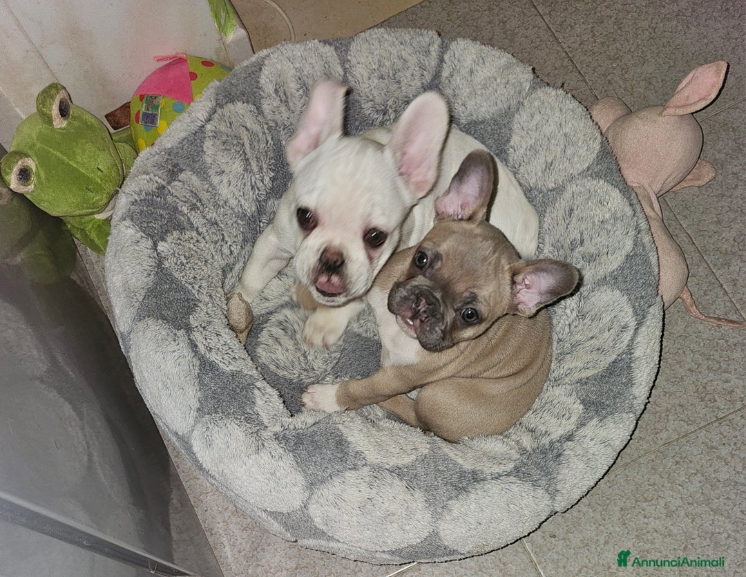 Bulldog Francese cani in vendita: Cuccioli buldog francese! - Annuncio 6