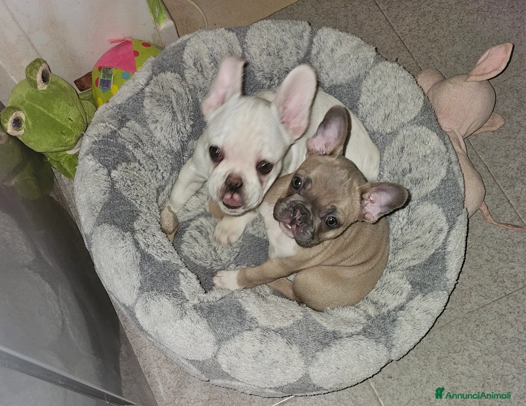 Bulldog Francese cani in vendita: Cuccioli buldog francese! - Annuncio 6