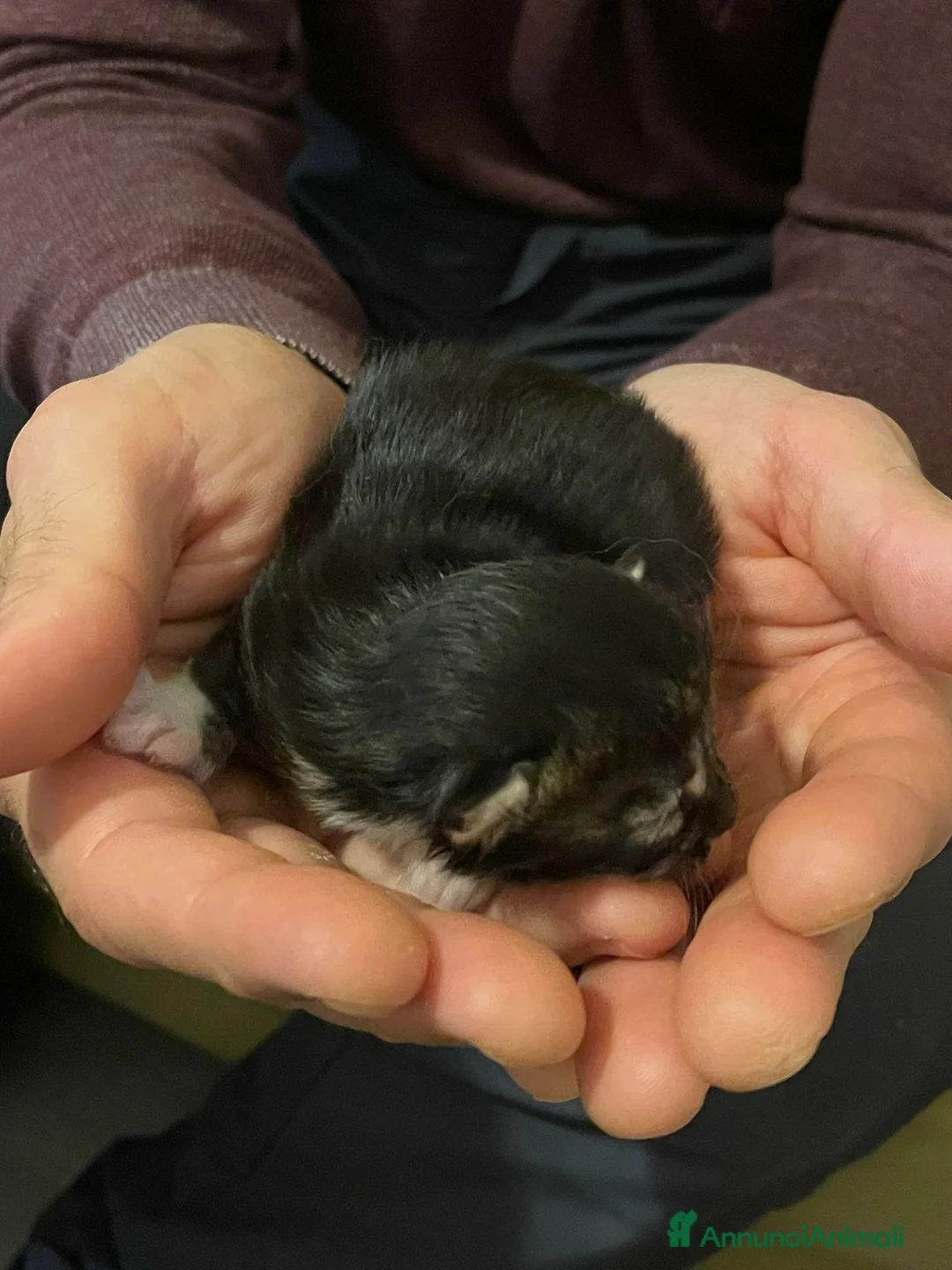 Maine Coon gatti in vendita: Cuccioli di Maine Coon - Annuncio 9