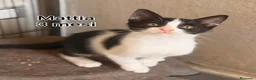 Altre razze gatti in regalo: GATTINI BISOGNOSI CERCANO ADOZIONE  a Città Metropolitana di Bologna - Annuncio 8