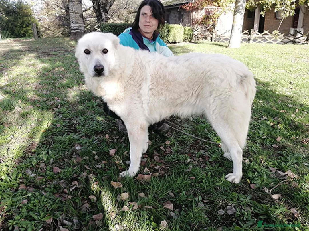 Meticcio cani in regalo: MINERVA UNA VITA DI STENTI ED ORA IN CANILE - Annuncio 4