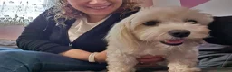 Maltese cani in vendita: Cuccioli maltesi taglia piccola pelo liscio  - Annuncio 3