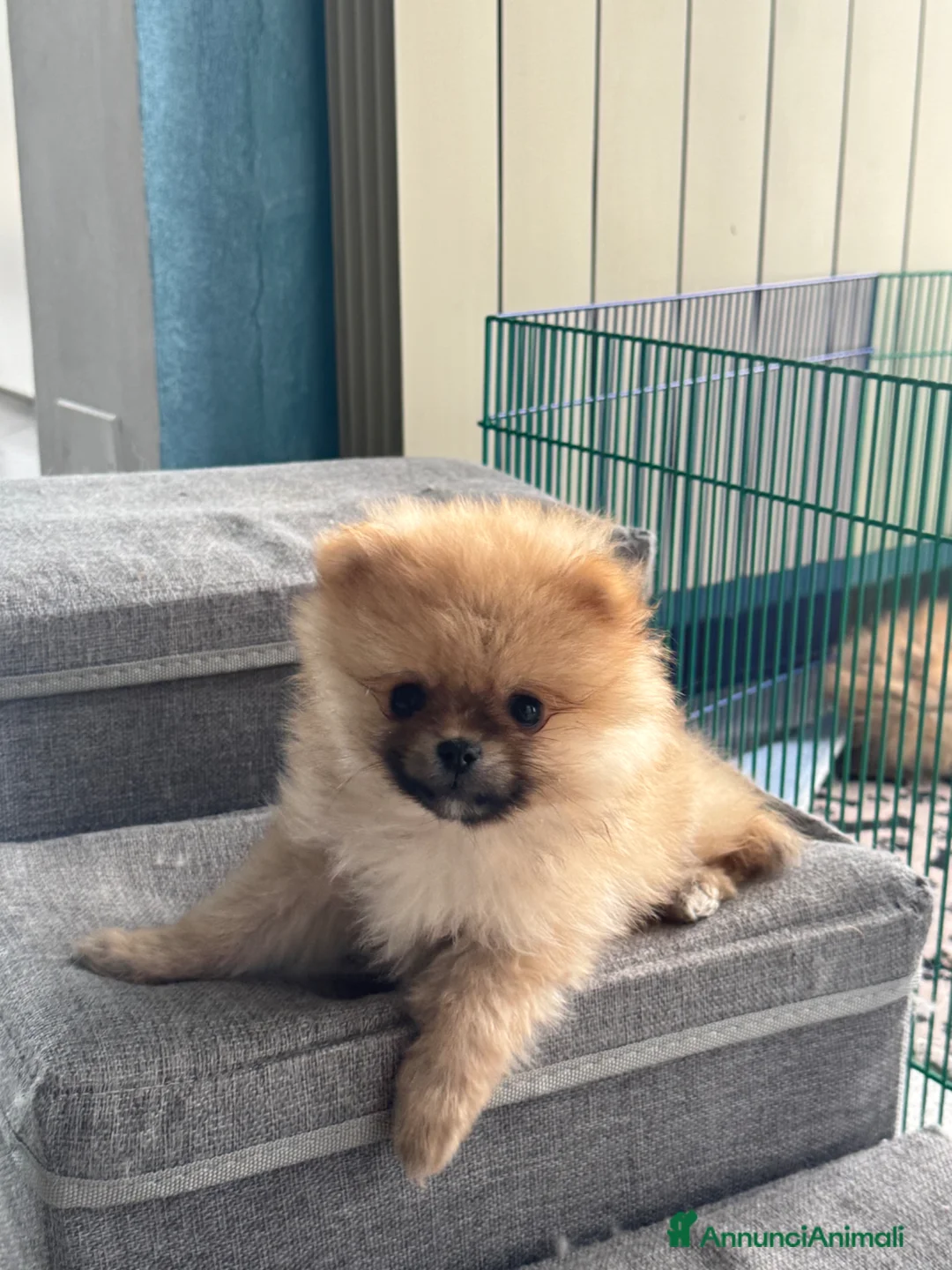 Spitz cani in vendita: Cuccioli di volpino di Pomerania con pedigree  - Annuncio 6