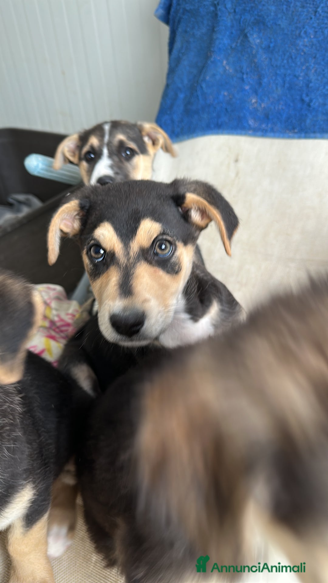 Meticcio cani in regalo: VASCO CERCA ADOZIONE - Annuncio 2