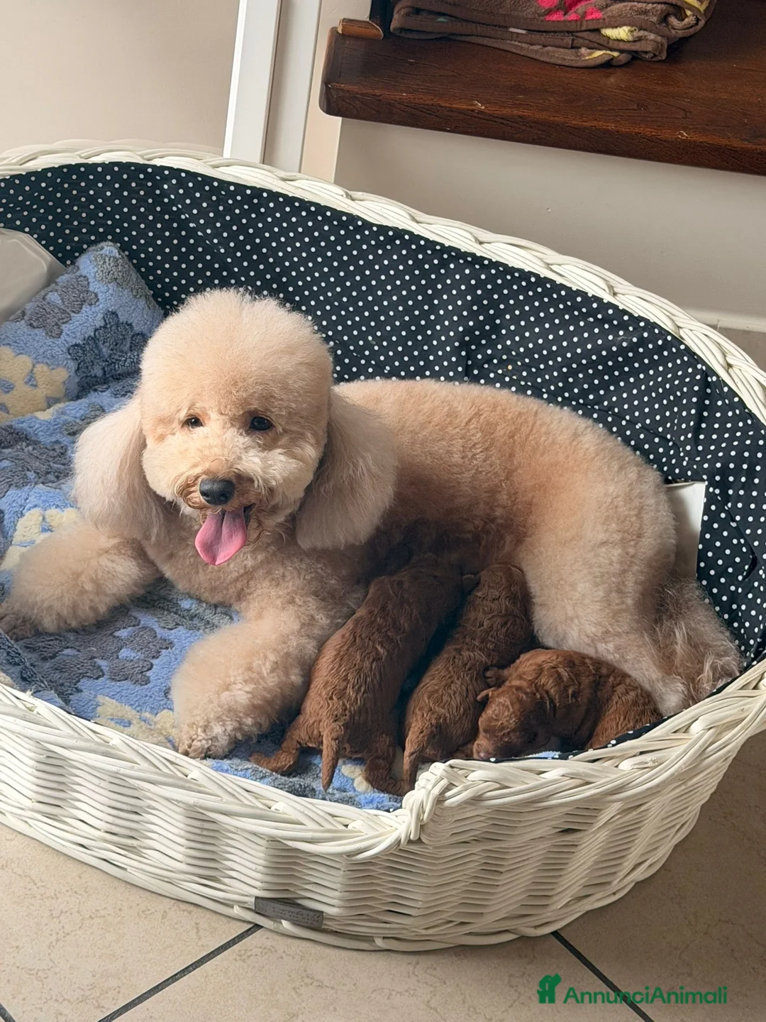 Barboncino cani in vendita: Vendo barboncini - Annuncio 4