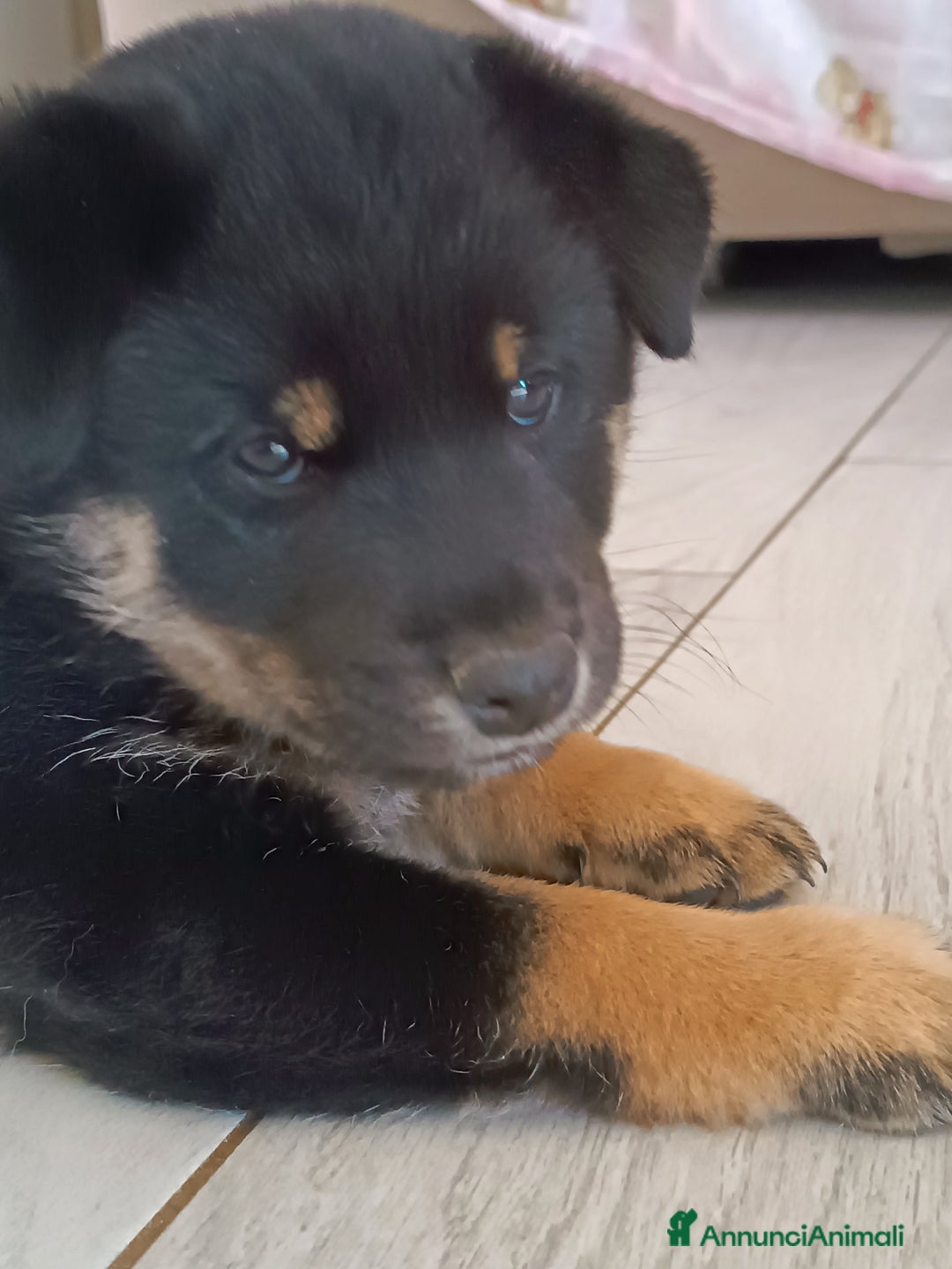 Shiba Inu cani in vendita: Shiba inu - Annuncio 5