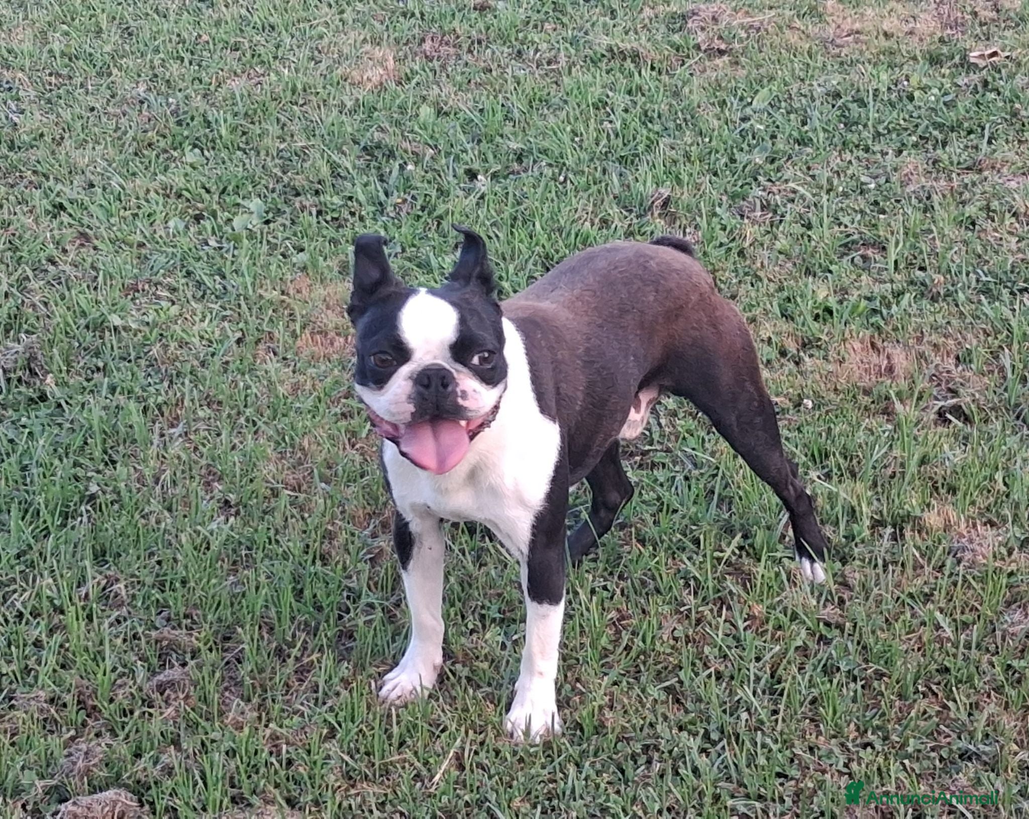 Boston Terrier cani Boston terrier pedigree enci  - Annuncio 6