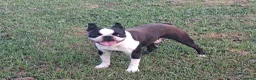Boston Terrier cani in vendita: Boston terrier pedigree enci  - Annuncio 1