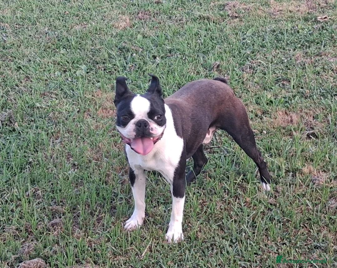 Boston Terrier cani in vendita: Boston terrier pedigree enci  - Annuncio 1