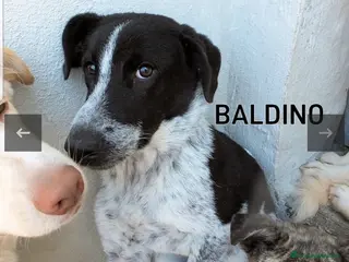 Setter Inglese cani ADOZ.DEL💔:timido,cresciuto in canile da cucciolo! - Annuncio 16