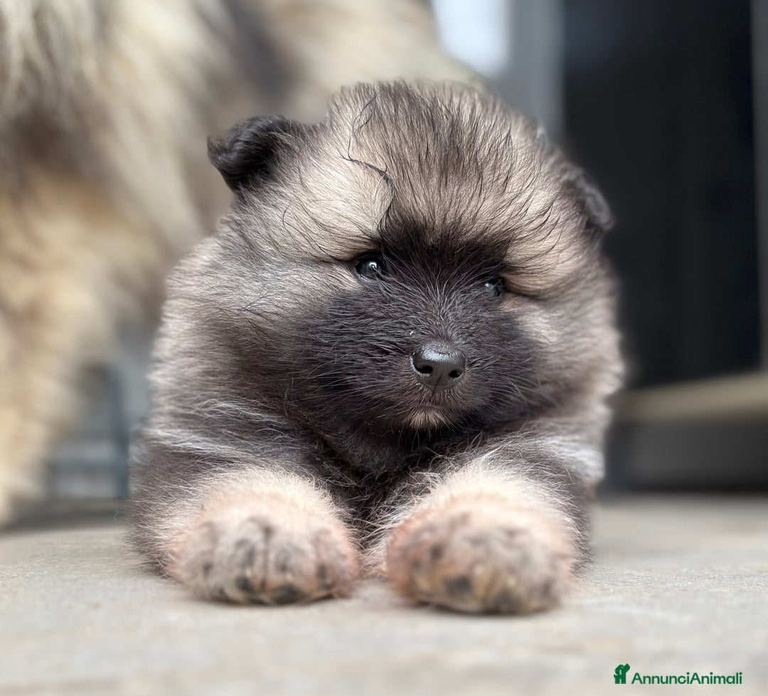Wolfspitz cani in vendita: Cuccioli Wolfspitz/Keeshond a Provincia di Como - Immagine 9