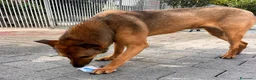Meticcio cani in regalo: ULISSE LUPETTO - Annuncio 10