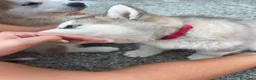 Alaskan Malamute cani in vendita: cucciolata di Alaskan Malamute - Annuncio 7