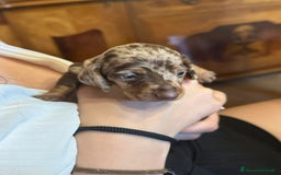 Bassotto cani in vendita: Bassotti tedeschi cioccolato, nero e arlecchino a Provincia di Viterbo - Immagine 3