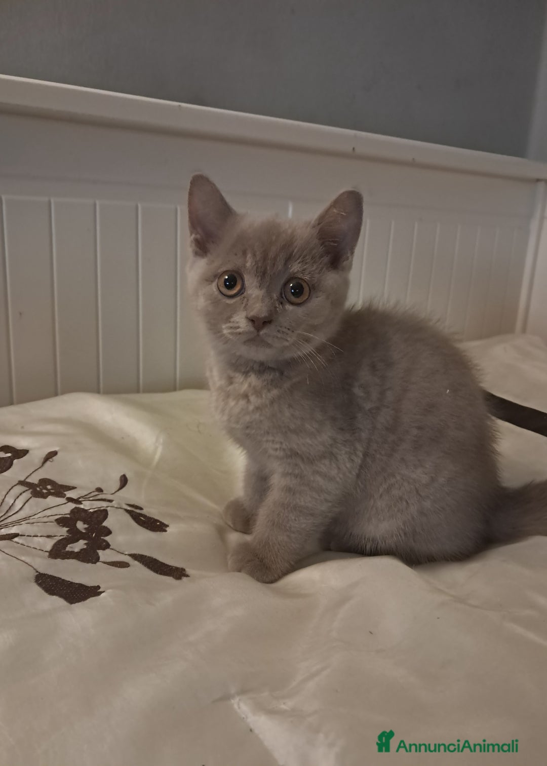 Scottish gatti in vendita: Scottish straight femmina 3 mesi  - Annuncio 5