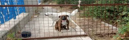 Meticcio cani in regalo: MORGANA superaffettuosa! - Annuncio 5