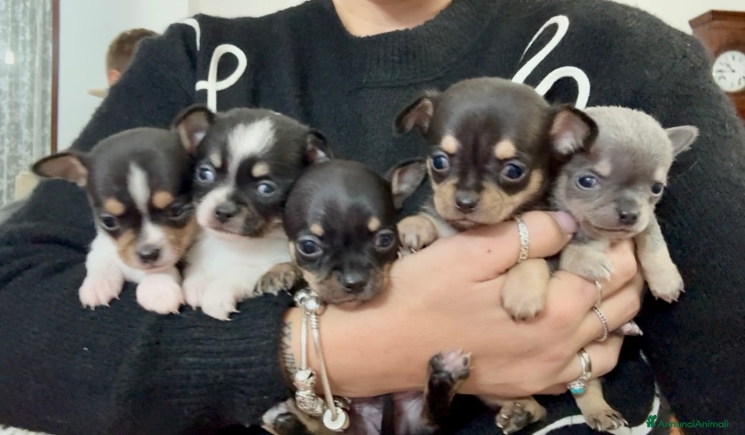Chihuahua cani in vendita: Chihuahua  - Annuncio 7