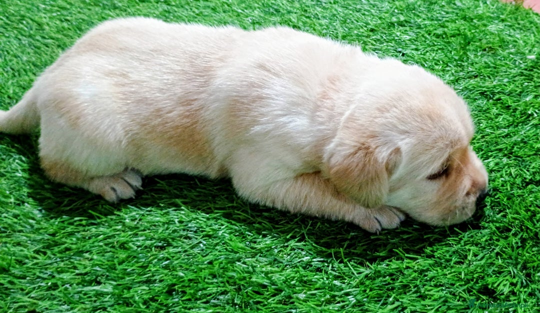 Labrador cani in vendita: Cuccioli Labrador Retriever gialli con pedigree  - Annuncio 5