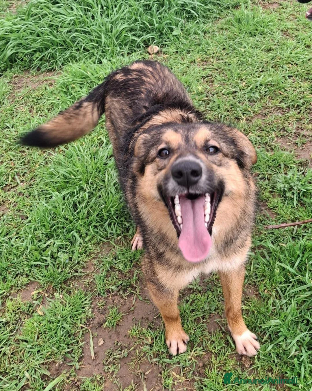 Meticcio cani in regalo: BRENDA 🩷 -cucciola che sorride! Perché è nel box? a Provincia di Vercelli - Annuncio 5