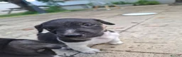 Jack Russell cani in vendita: Cuccioli di jack russel  a Provincia di Lecce - Annuncio 7