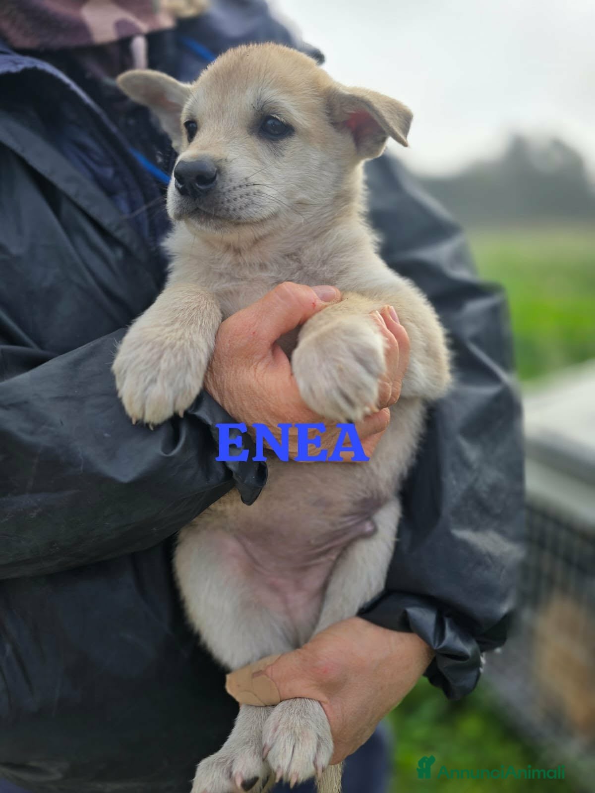 Meticcio cani Enea patatoso cucciolo in adozione  - Annuncio 7