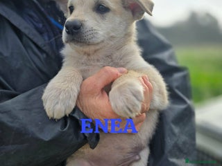 Meticcio cani Enea patatoso cucciolo in adozione - Annuncio 5