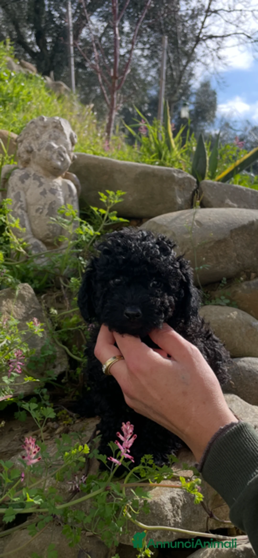 Barboncino cani in vendita: Barboncini toy-nano - Annuncio 2