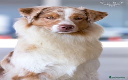 Australian Shepherd cani in vendita: Cuccioli Australian Shepherd con pedigree - Immagine 3